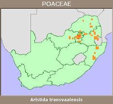 Image result for Aristida transvaalensis