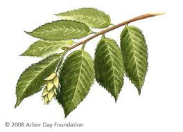 What Tree Is That Online Edition At Arborday Org Trees To Plant Tree Identification Tree Id