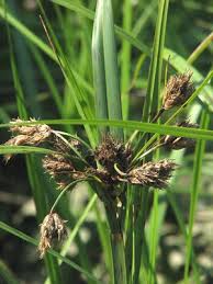 Image result for Volusia amboinensis