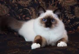 Find ragdoll kitten in canada | visit kijiji classifieds to buy, sell, or trade almost anything! Wasatch Ragdolls Show Quality Ragdolls Located In Utah