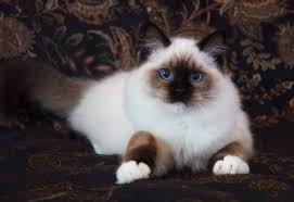 Photograph of rescued kitty cats kittens cats_meow_antiques_cat_rescue. Wasatch Ragdolls Show Quality Ragdolls Located In Utah