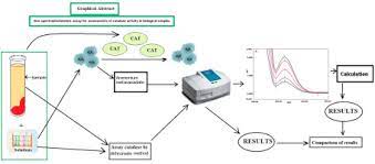 New Spectrophotometric Assay For Assessments Of Catalase Activity In Biological Samples Sciencedirect