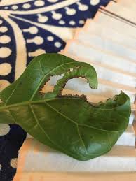 Check spelling or type a new query. Houseplants Forum Something Eating My Fiddle Leaf Ficus Garden Org