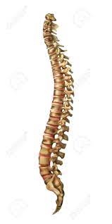 And are not manufactured, distributed or endorsed by sony corporation. Human Spine Bones And Backbone Joints Vector Royalty Free Cliparts Vectors And Stock Illustration Image 102243105