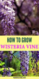 Wisteria How To Grow This Deliciously Fragrant And Gorgeous Flowering Vine Natalie Linda Wisteria Pergola Wisteria Trellis Wisteria How To Grow