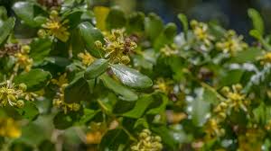 Image result for Quillaja saponaria