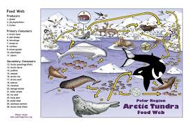 Arctic Polar Region Food Web Activity Artic Animals Food Web Biomes Project