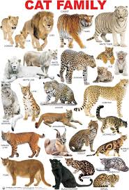 Cat Breed Chart Google Search Catbreeds Cats Animals