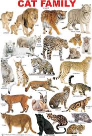 cat breed chart google search catbreeds cats animals