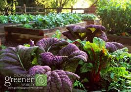 Download our home depot product locator app in the. How 3 Simple Steps Saved My Garden Growing A Greener World