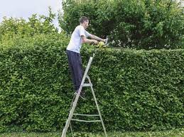 Laub vom nachbarn muss in der regel hingenommen werden im regelfall ist das herübergewehte laub (auch nadeln, tannenzapfen, samen, blüten) also hinzunehmen. Grenzbepflanzung Fallobst Laub Streit Am Gartenzaun Immowelt Ch