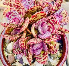 Image result for Kalanchoe humilis