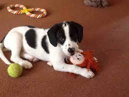 Some beagles gradually change color throughout their lives. Black And White Beagle Puppies Petsidi