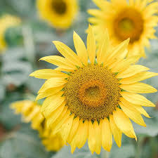 ― vincent van gogh despite knowing they won't be here for long, they still choose to live their brightest lives — sunflowers ― rupi kaur i feel like im trapped in a disaster movie where everything is shriveling into darkness. Fun Facts About Sunflowers
