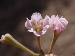 Image result for Commicarpus