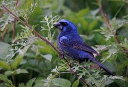 Image result for Barleria megalosiphon