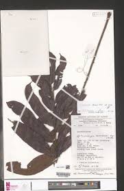 Image result for Trichoscypha lucens