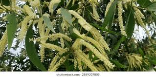 Image result for Acacia mangium