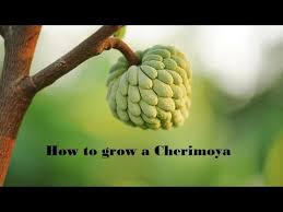 Check spelling or type a new query. How To Grow Cherimoya From Seed Youtube