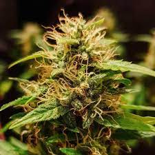 Northern Light Automatic Seeds Royal Queen Growing Flowers