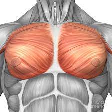Whenever you press something in front of you, they work, for example, when you do barbell or dumbbell bench presses. Anatomy Of Male Pectoral Muscles Digital Art By Stocktrek Images