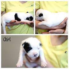 Maltese puppies fayetteville nc, fayetteville, north carolina. Litter Of 9 American Bulldog Puppies For Sale In Fayetteville Nc Adn 28024 On Puppyfinder Com Gend American Bulldog Puppies For Sale American Bulldog Puppies