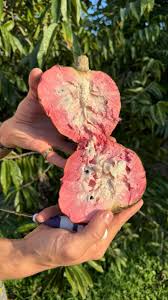 Image result for Annona reticulata