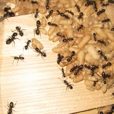 Our pest control inspectors are fully capable of identifying, evaluating providing solutions costs on the spot.any pest control service how much is an exterminator for ants? No 1 Pest Control In Vancouver Pesticon Pest Control