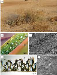 Image result for Odyssea paucinervis