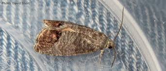 Caterpillar pests in and around perth among the many pests they are literally eating machines that can, in large numbers, strip the leaves from an agricultural field in like many pests, caterpillars are primarily nocturnal in nature, choosing to hide in plants and trees. 9 Natural Ways To Manage Codling Moths Northwest Center For Alternatives To Pesticides