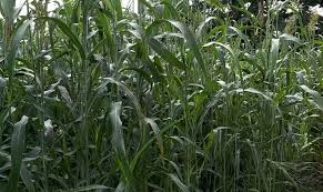 The map was made with statistics from the united nations food and agriculture organization, as well as local and national governments. Fodder Maize Farming In Tamil Nadu Organic Farming Dairy Farms Organic Pesticide