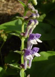 Image result for Equilabium stenosiphon