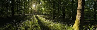 Wallpaper Sunrise In Idyllic Summer Sun Rays Wildflowers Forest 3840x1200 Multi Monitor Panorama Picture Image Home > nature wallpapers > page 1. wallpaper sunrise in idyllic summer