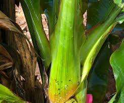 Organic authority recommends placing pieces. Australia Banana Growers Council Video On Banana Bunchy Top Virus Queensland Country Life Queensland