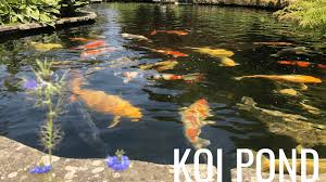 Japanese koi pond from above. What Is A Koi Pond And What You Need To Know Before Starting One