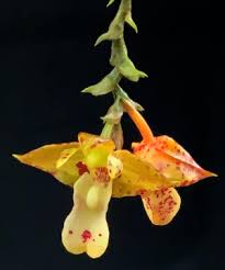 Image result for Polystachya maculata