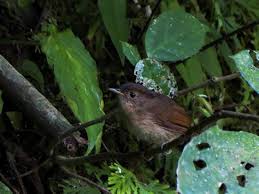 Bentuknya yang kecil dan suara merdu, membuat burung flamboyan gacor ini sering ditangkap dari alam. Burung Flamboyan Jantan Gambar Burung Flamboyan Jantan Klik Ok Burung Flamboyan Atau Lebih Dikenal Dengan Nama Wergan Palmirax Manna