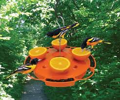 Orioles eat beetles, grasshoppers, spiders, and fruit, such as mulberries and wild black cherries. Ultimate Oriole Feeder Holds Oranges Jelly And Nectar