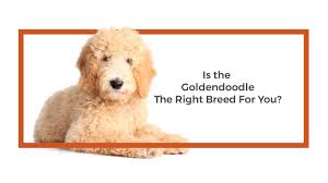 Puppies are raised around children and are very well socialized! Goldendoodle Puppies Petland Iowa City