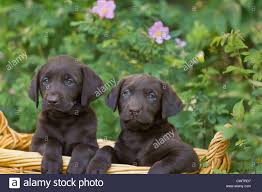 Are they different from black lab and yellow lab? Retriever Labrador Retriever Du Labrador Chocolat Chocolat Chocolat Labrador Photo Stock Alamy