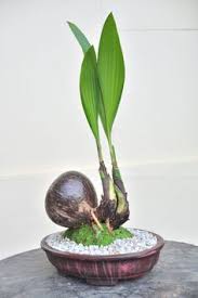 Demonstrations in sinhala and english will be held on saturday 11th and sunday 12th at 11 a.m. 20 Best How To Grow Coconut Bonsai In A Pot And Decorate It For Front Door Decor Good For Balcony Too Ideas Bonsai Coconut Plants