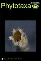 Image result for Crepidorhopalon rupestris