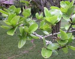 Image result for Strychnos innocua