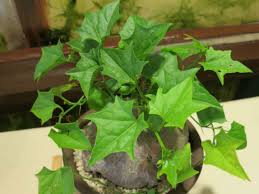 Image result for Oxyanthus strigosus