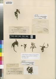 Image result for Ranunculus oreophytus