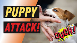 Check spelling or type a new query. Aggressive Puppy Biting Solved 82 Youtube