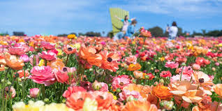 Maybe you would like to learn more about one of these? New And Now This Spring In San Diego Food Flowers And Fun