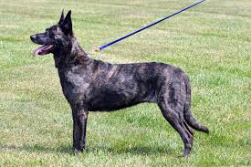 Light grey kitchen ideas ukc events nose work games. Dutch Shepherd Wikipedia