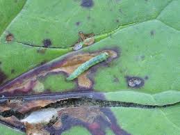 Image result for Scrobipalpula diffluella