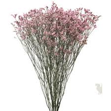 Hand tied flower bouquets london delivery service at great value from one of uk's leading florists. Buy Statice Wholesale Cut Flowers Online Wholesale Cut Flowers Direct